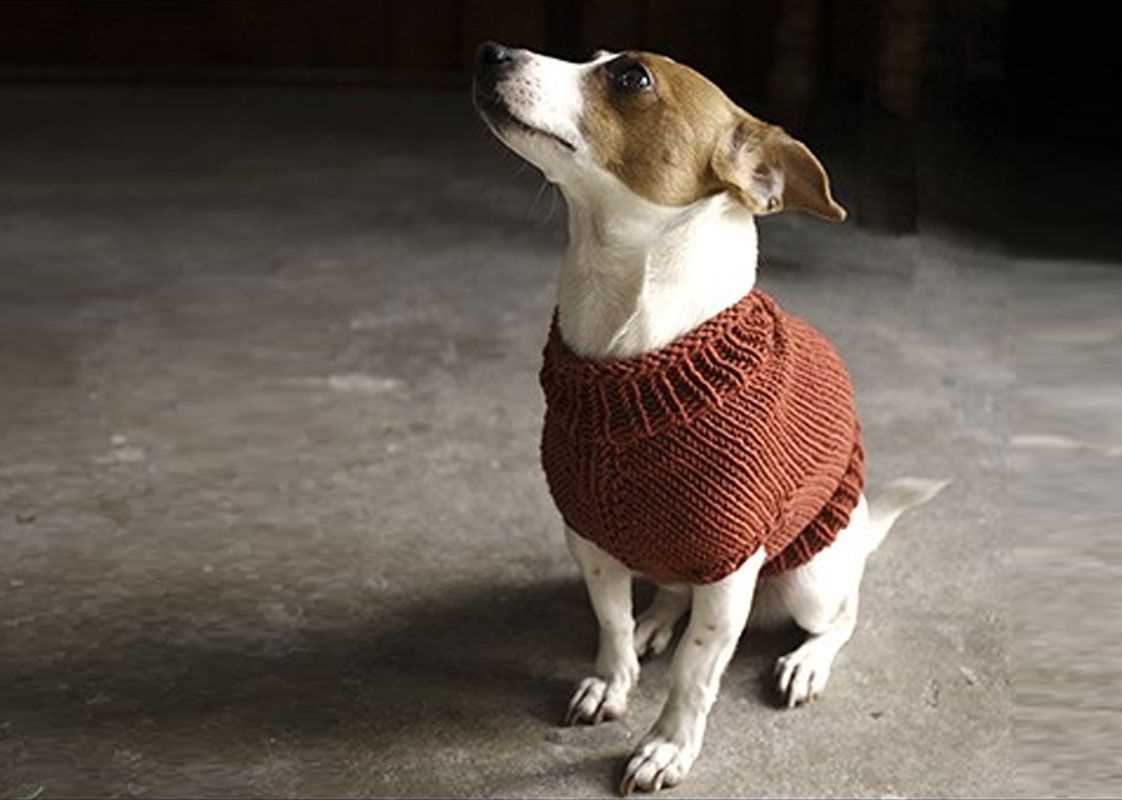 Knit dog jumper pattern