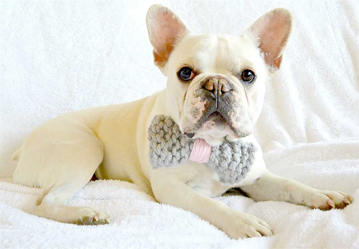 Knitted dog collar pattern