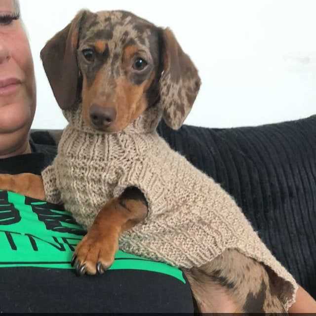 Mini-dachshund sweater knitting pattern free