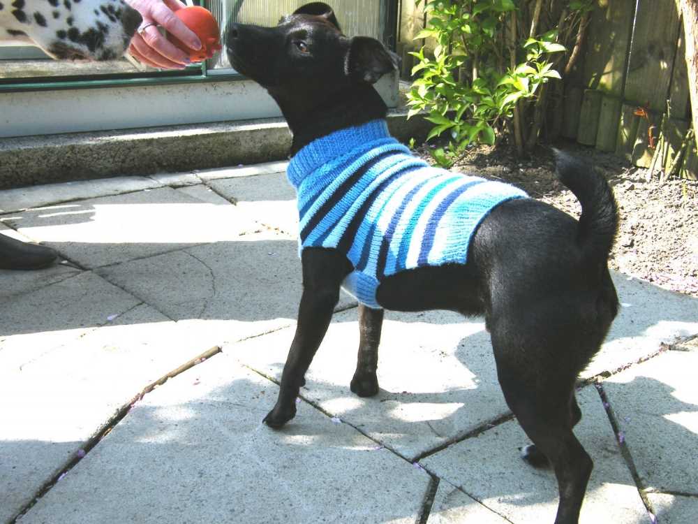 Knitted dog harness pattern