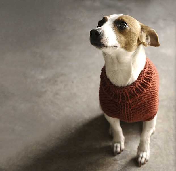 Knit dog jumper pattern