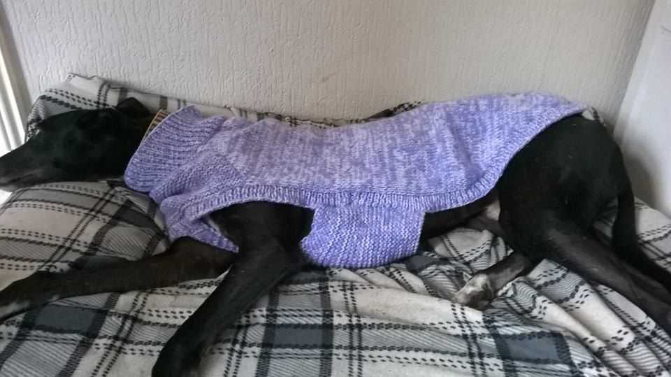 Greyhound coat knitting pattern free