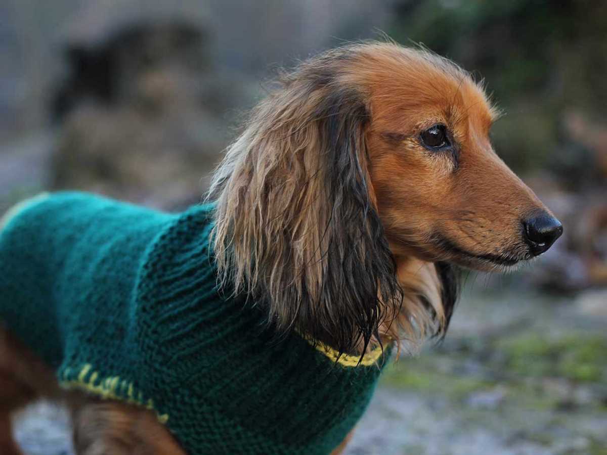Knitting pattern for dog coat free
