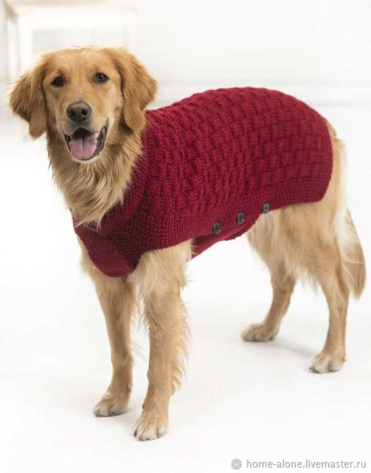 Knitted sweater patterns for large dogs