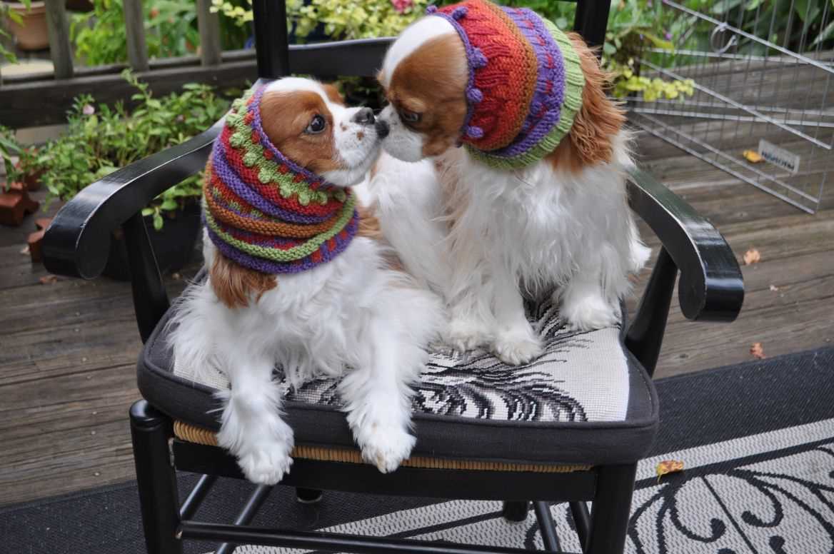 Dog snood knitting pattern