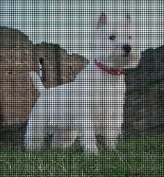 Westie knitting pattern