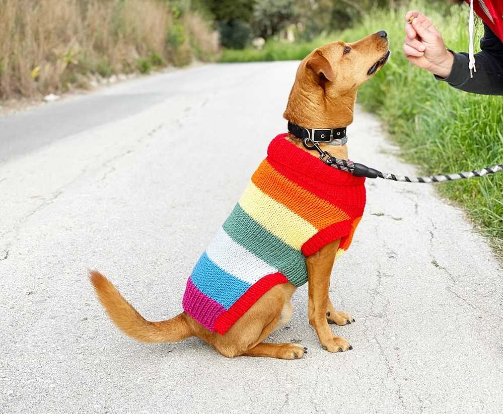 Xl dog sweater knitting pattern