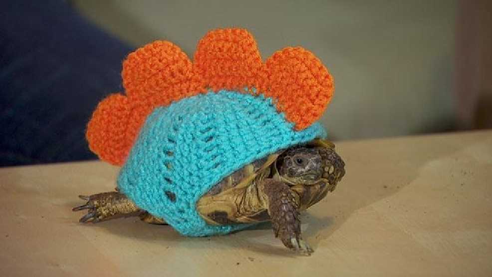 Turtle knitting pattern