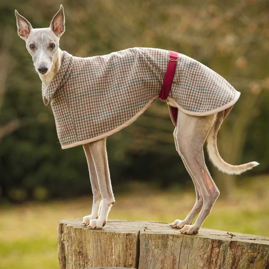 Greyhound coat knitting pattern free