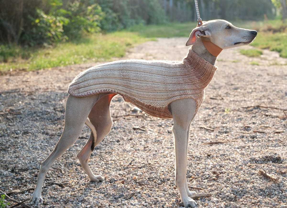 Italian greyhound knitting pattern