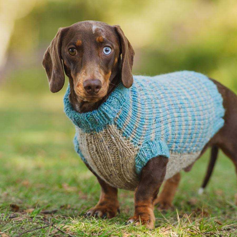 Dachshund jumper knitting pattern free