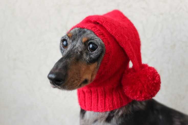 Knit hat for dog pattern