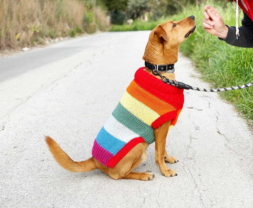 Free knitting pattern for dog coats
