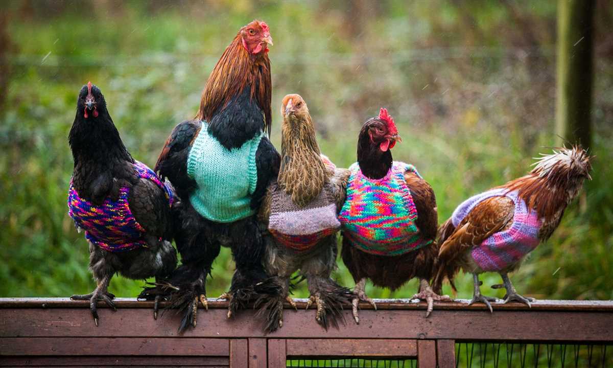 Knitting pattern for chicken jumpers