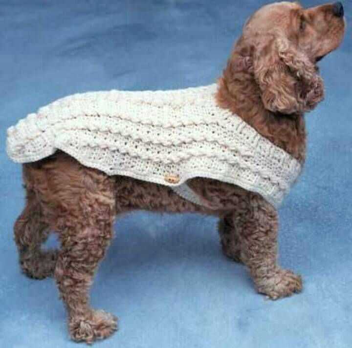 Knitting patterns for dog coats medium