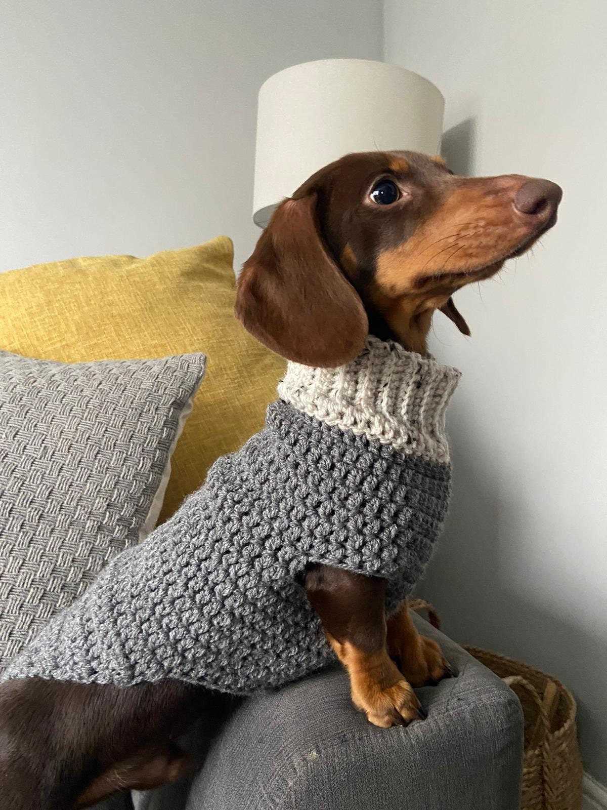 Mini-dachshund sweater knitting pattern free