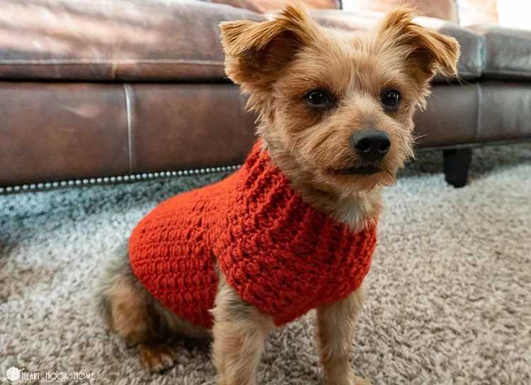 Knitted dog coat patterns easy