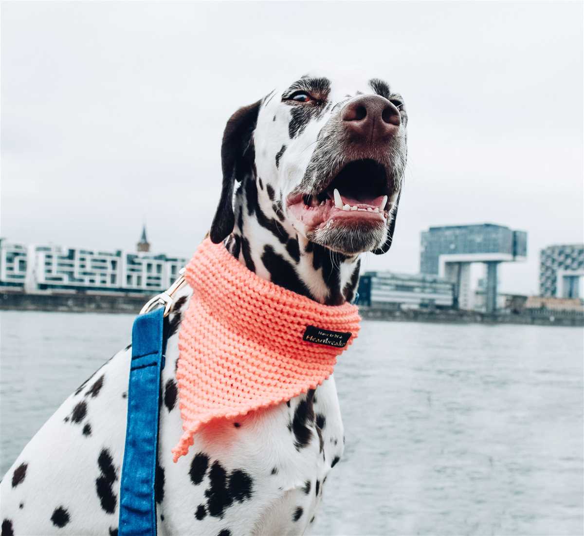 Dog bandana knitting pattern free