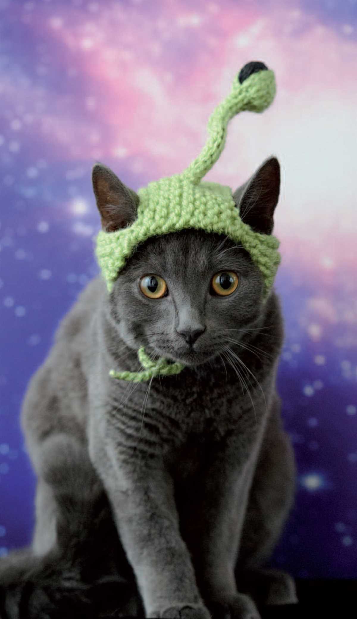 Free cat hat knitting pattern