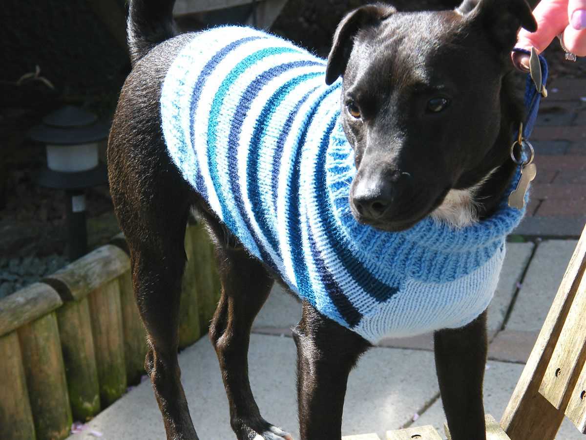Free patterns for knitted dog sweaters easy