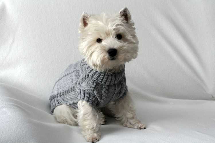 Westie knitting pattern