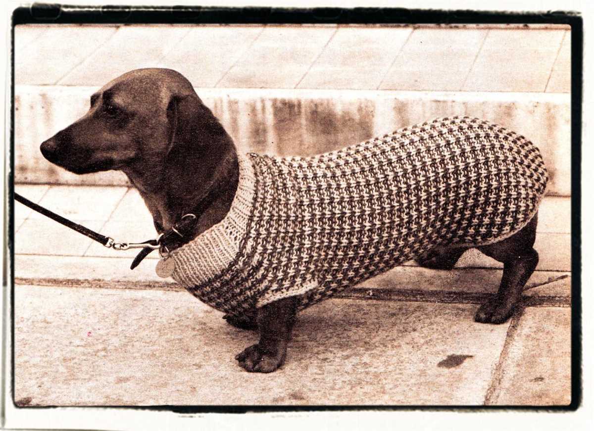 Dachshund knitting pattern