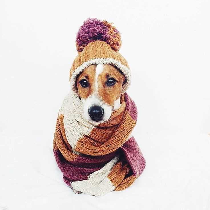 Dog scarf knitting pattern