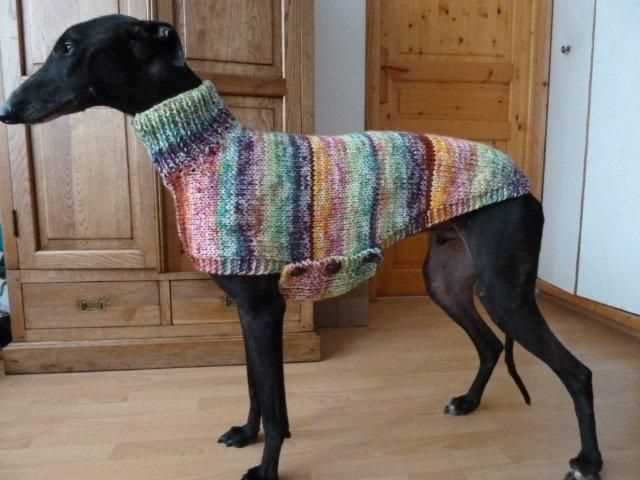 Knitting patterns for dog jerseys