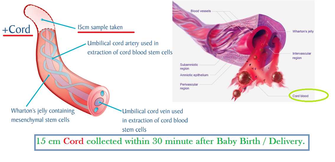 Knitted umbilical cord ties pattern